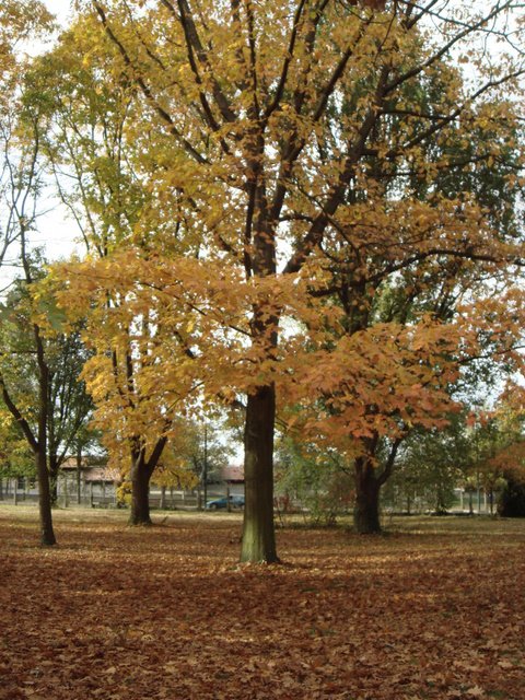 Quercus rubra automne